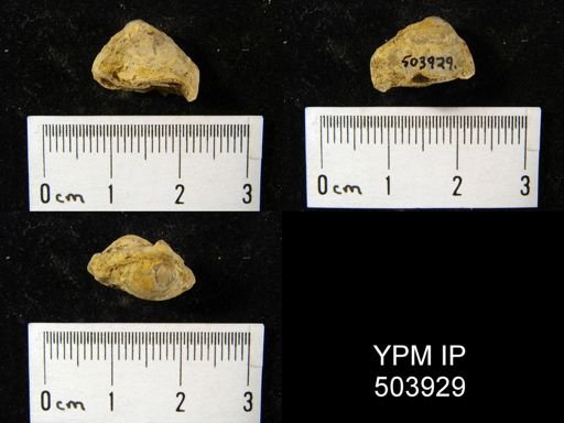 undet. Brachiopoda