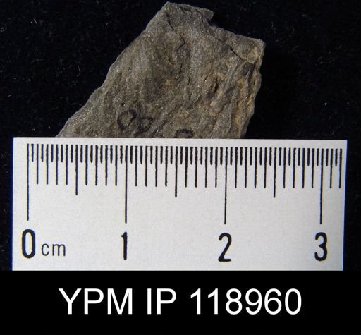 Anoplotheca hemispherica