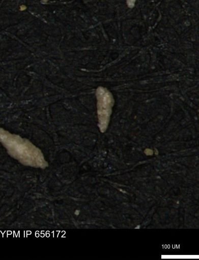 Verneuilina canadensis
