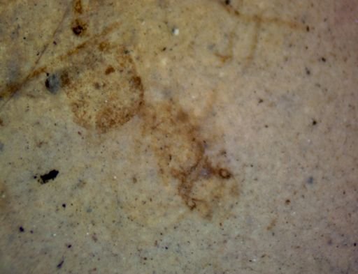 undet. Formicidae