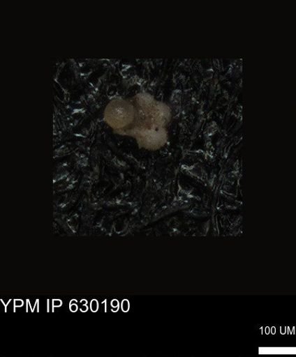 undet. Foraminiferida