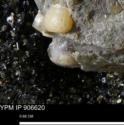 undet. Mollusca