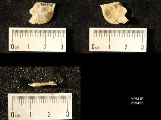 Chonetes granulifer