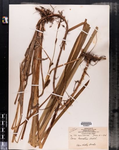 Carex lacustris