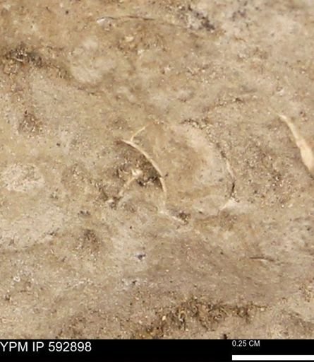 undet. Bivalvia