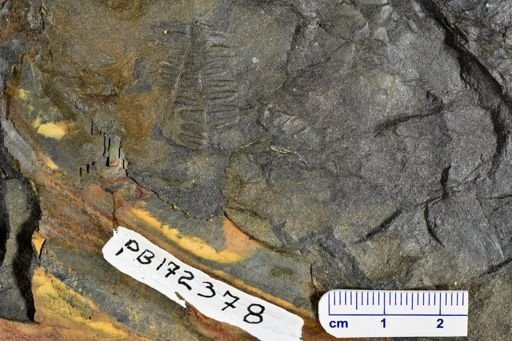 Pecopteris?
