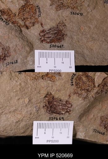undet. Asterozoa