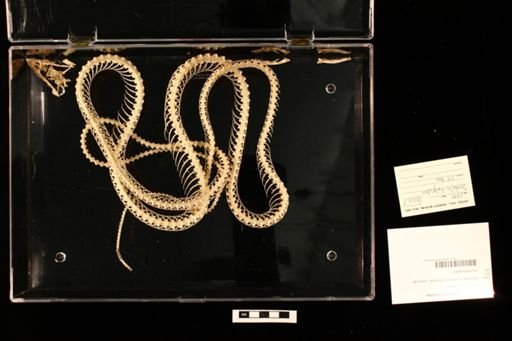 Oxybelis fulgidus