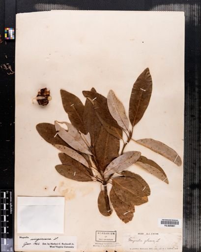 Magnolia virginiana