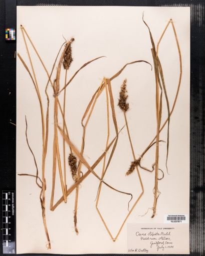 Carex stipata