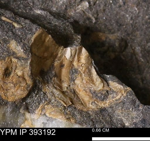 undet. Scaphitidae