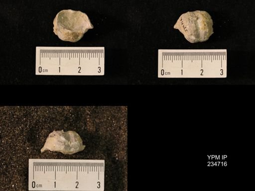 Marginifera splendens