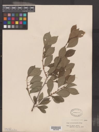 Ilex verticillata