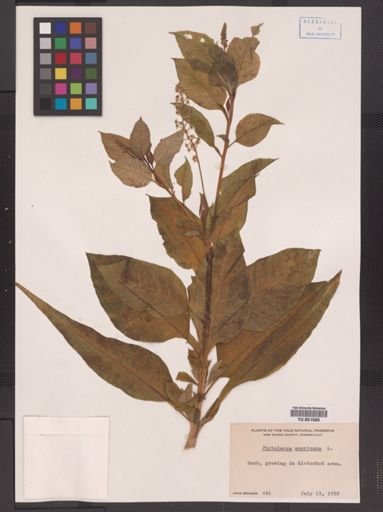Phytolacca americana