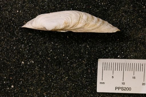Hiatella arctica