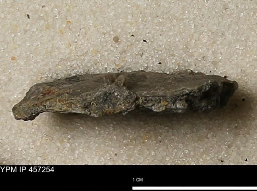 Pholidostrophia iowaensis