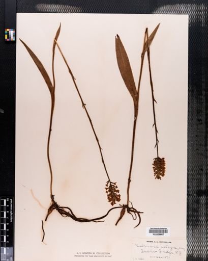 Habenaria