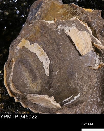Limopsis striatopunctatus