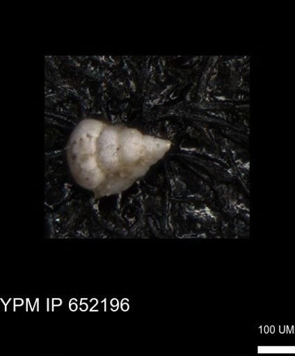 undet. Heterohelicidae