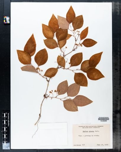 Smilax glauca