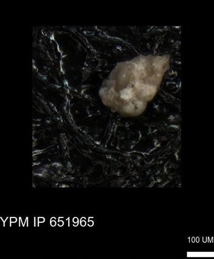 undet. Heterohelicidae