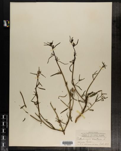 Plantae