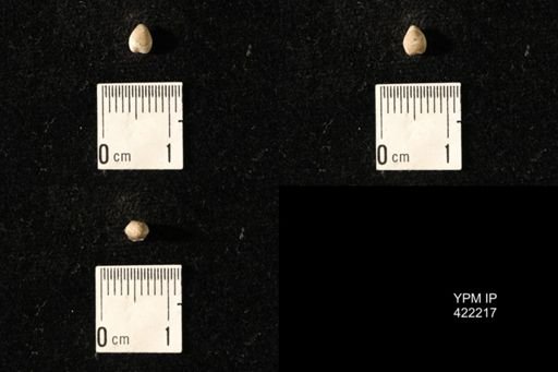 Dielasma turgida