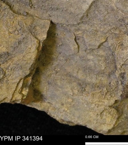 Inoceramus?