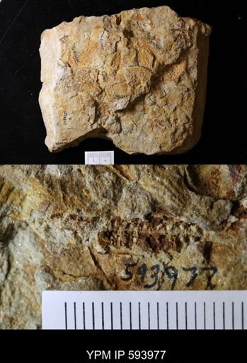 undet. Stelleroidea