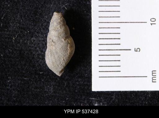 Goniobasis ortmanni