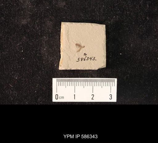 undet. Coleoptera