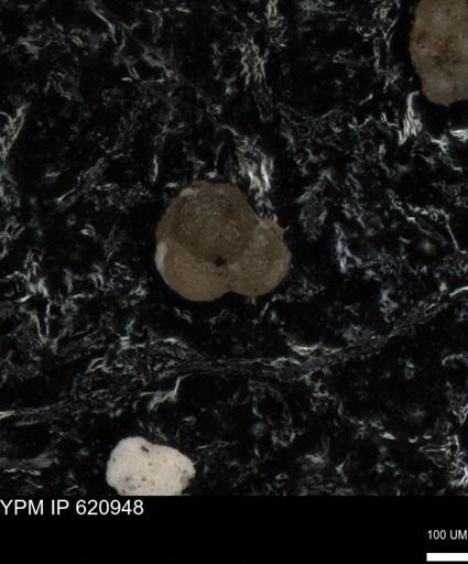undet. Foraminiferida