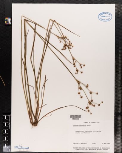 Juncus