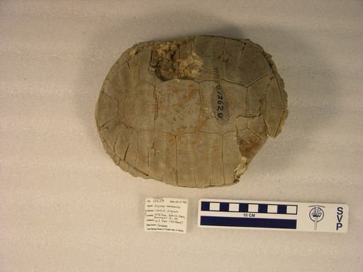 Stylemys nebrascensis