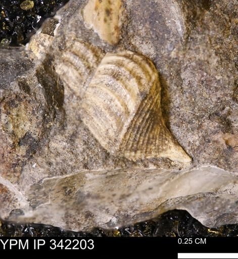 Drepanochilus sp.