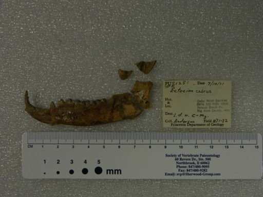 Ectocion cedrus