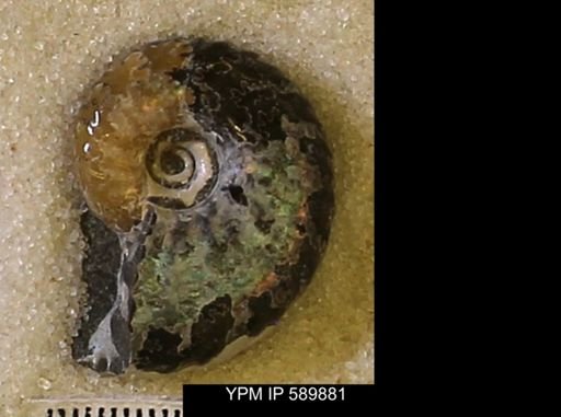 undet. Scaphitidae