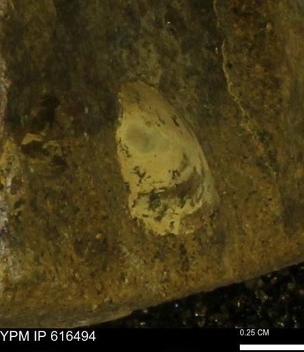 Protocardia subquadrata