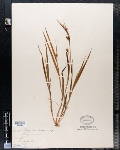 Carex laxiflora