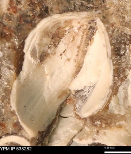 Corbulamella gregaria