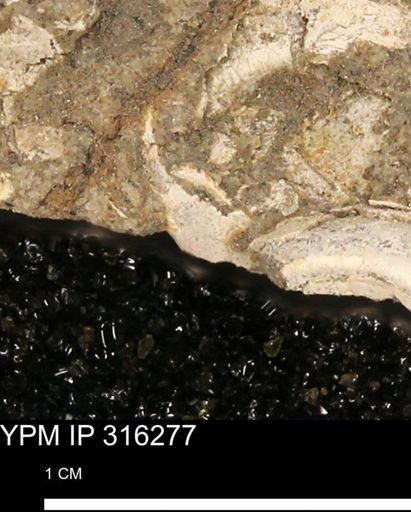 undet. Mollusca