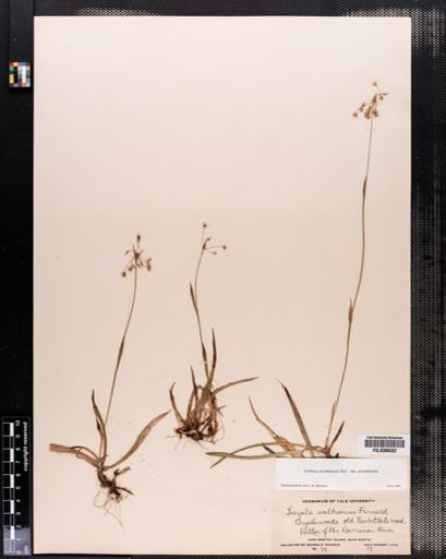 Luzula acuminata