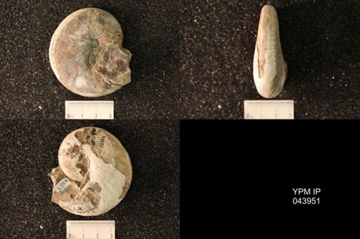 Hoploscaphites nicolletii