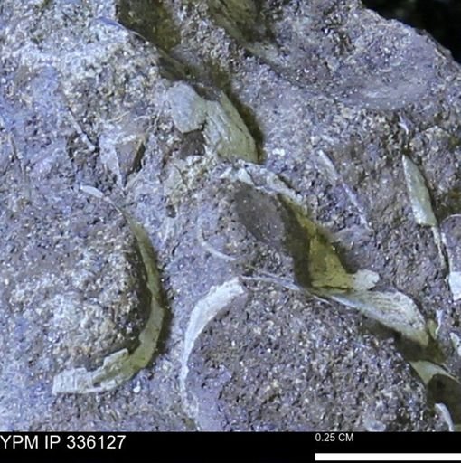 undet. Bivalvia