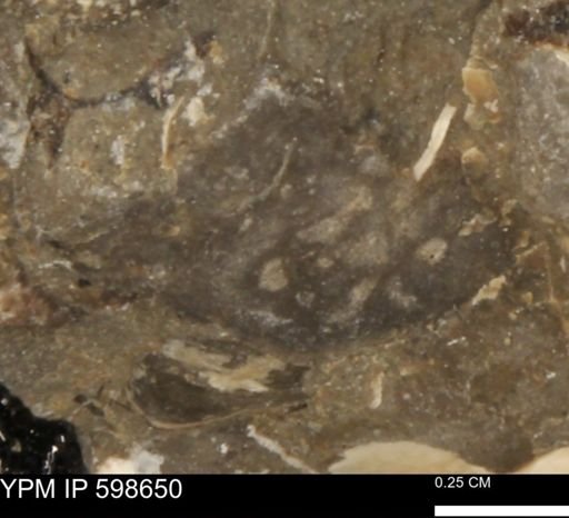 undet. Mollusca