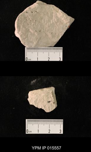 Probnis speciosa