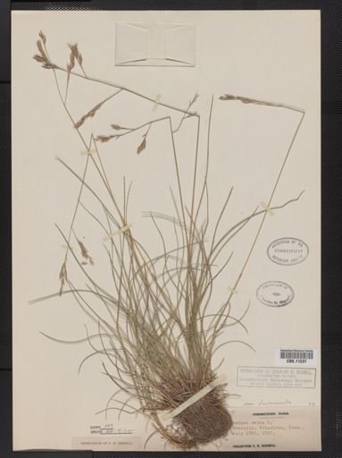 Festuca ovina