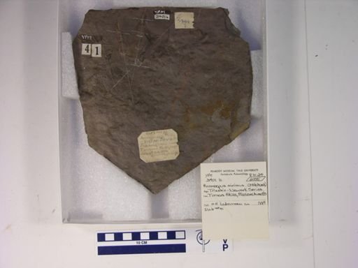 Anomoepus minimus