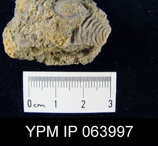 Leptaena tennesseensis