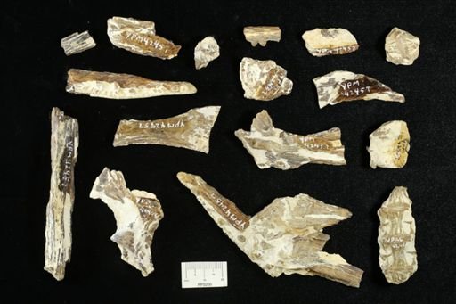 Cimolichthys sp.
